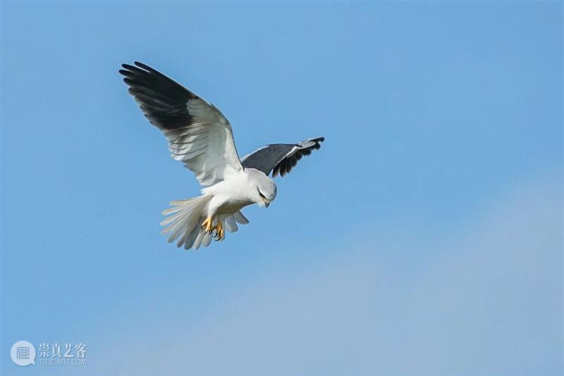 A2M?讲座?| 【博物自然】用四年的时间观察一种鸟，可以观到什么——田野上的黑翅鸢 崇真艺客