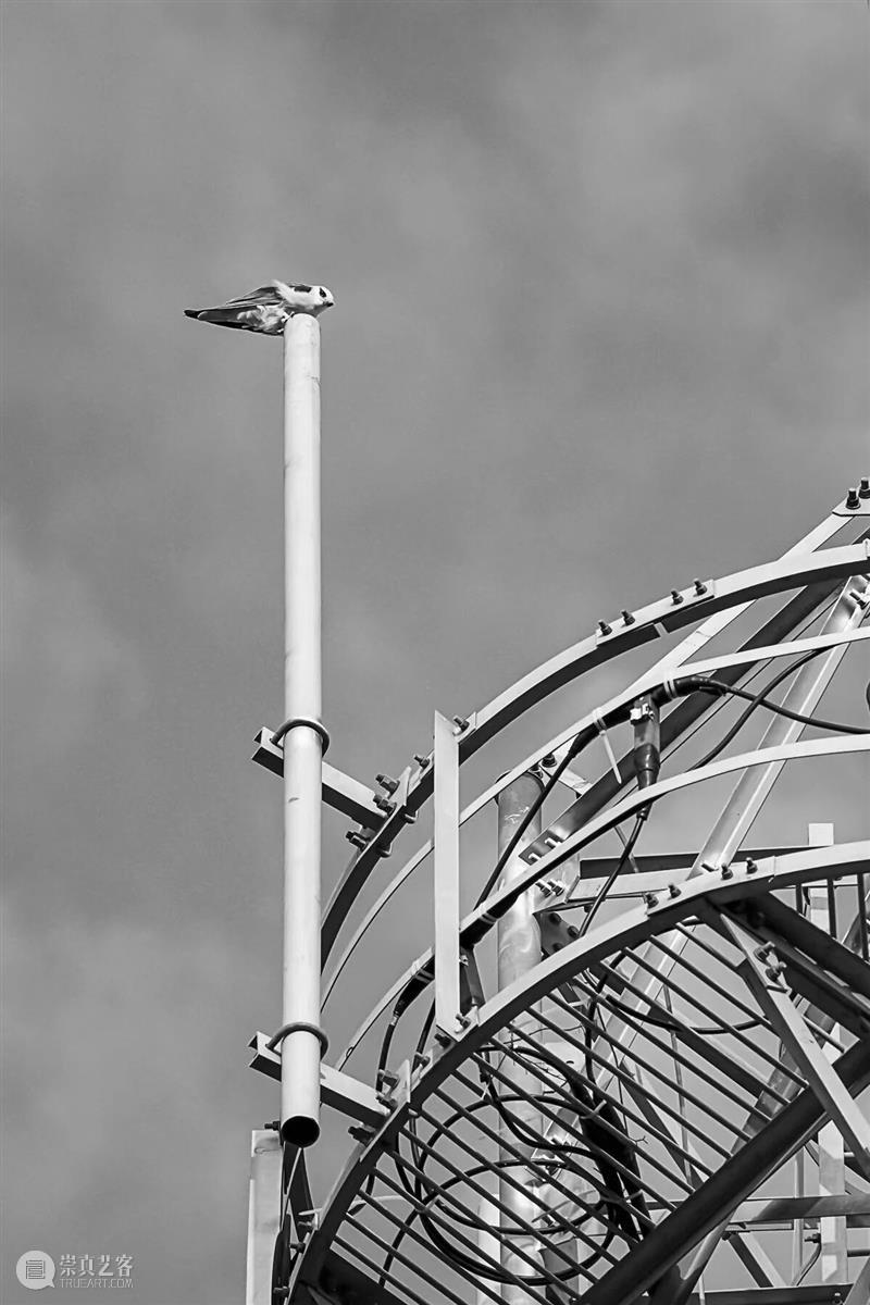 A2M?讲座?| 【博物自然】用四年的时间观察一种鸟，可以观到什么——田野上的黑翅鸢 崇真艺客