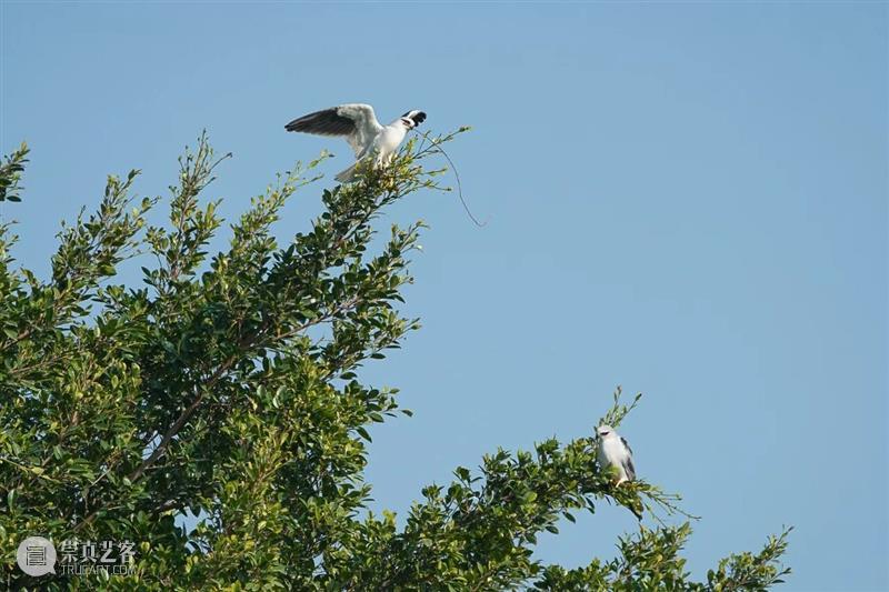 A2M?讲座?| 【博物自然】用四年的时间观察一种鸟，可以观到什么——田野上的黑翅鸢 崇真艺客