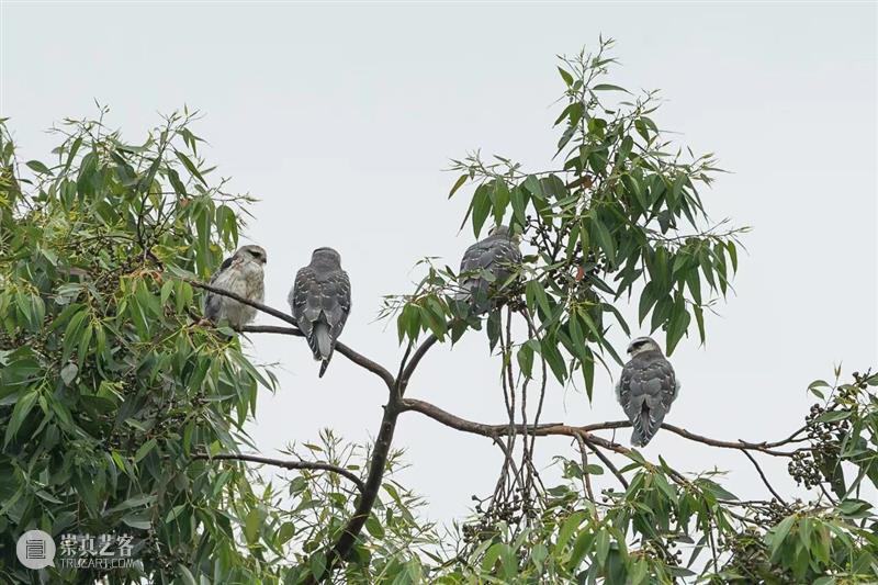 A2M?讲座?| 【博物自然】用四年的时间观察一种鸟，可以观到什么——田野上的黑翅鸢 崇真艺客