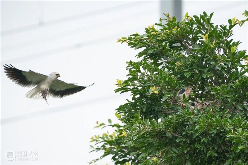 A2M?讲座?| 【博物自然】用四年的时间观察一种鸟，可以观到什么——田野上的黑翅鸢 崇真艺客