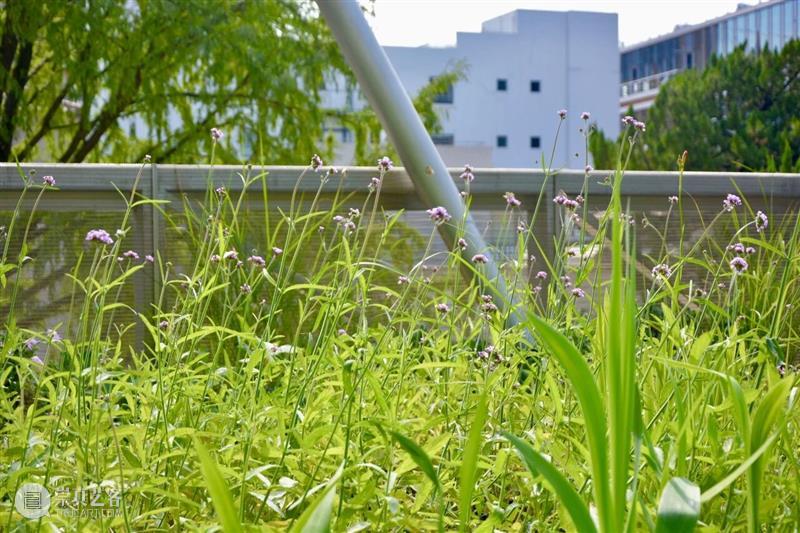 城市项目公布！倾听城市的蜜语与蜂鸣 崇真艺客