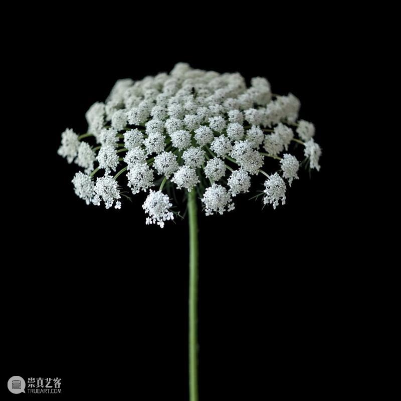 perspective视角单元：上海塞万提斯学院 崇真艺客