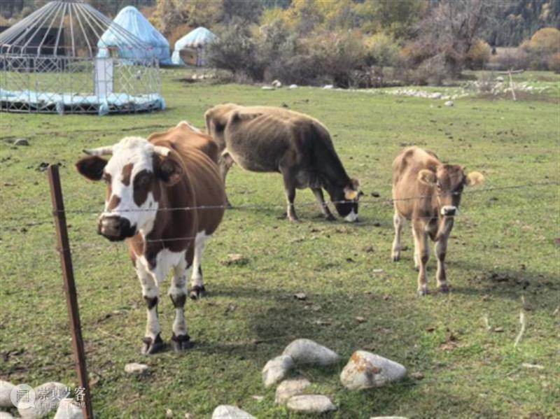 教学回顾︱走进库尔德宁——2025北京画院李江峰导师“油画色彩与写生创作”研学活动 崇真艺客