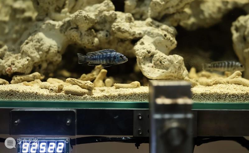 “混成”现场：当艺术踏入后人类纪 崇真艺客