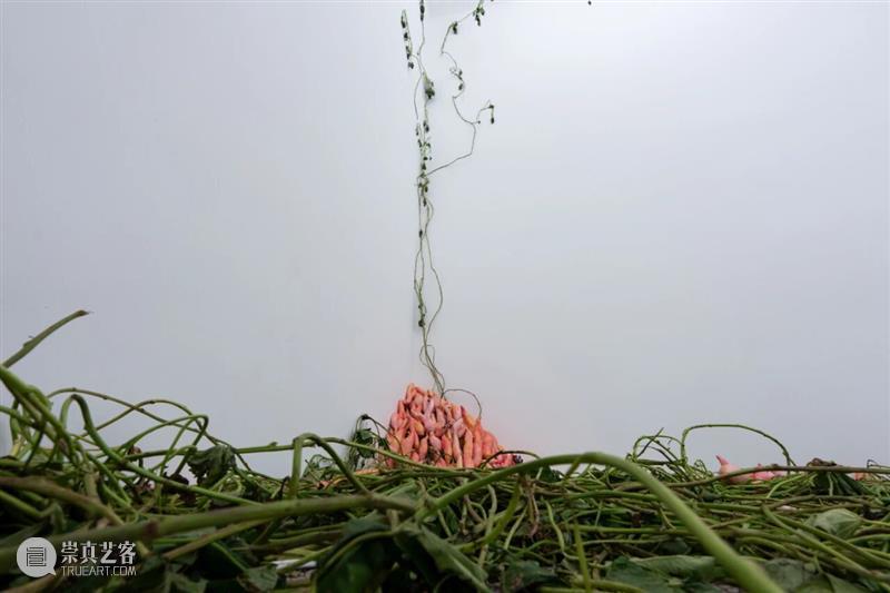 「女性艺术家访谈」周煜嵋：用“红薯”进行一场 “熟悉的叛乱” 崇真艺客