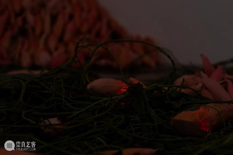 「女性艺术家访谈」周煜嵋：用“红薯”进行一场 “熟悉的叛乱” 崇真艺客