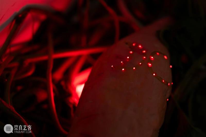 「女性艺术家访谈」周煜嵋：用“红薯”进行一场 “熟悉的叛乱” 崇真艺客