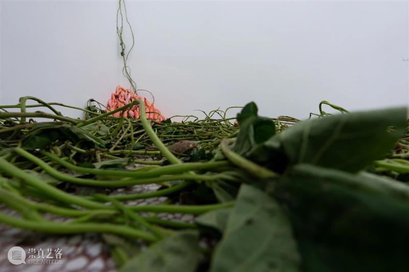 「女性艺术家访谈」周煜嵋：用“红薯”进行一场 “熟悉的叛乱” 崇真艺客