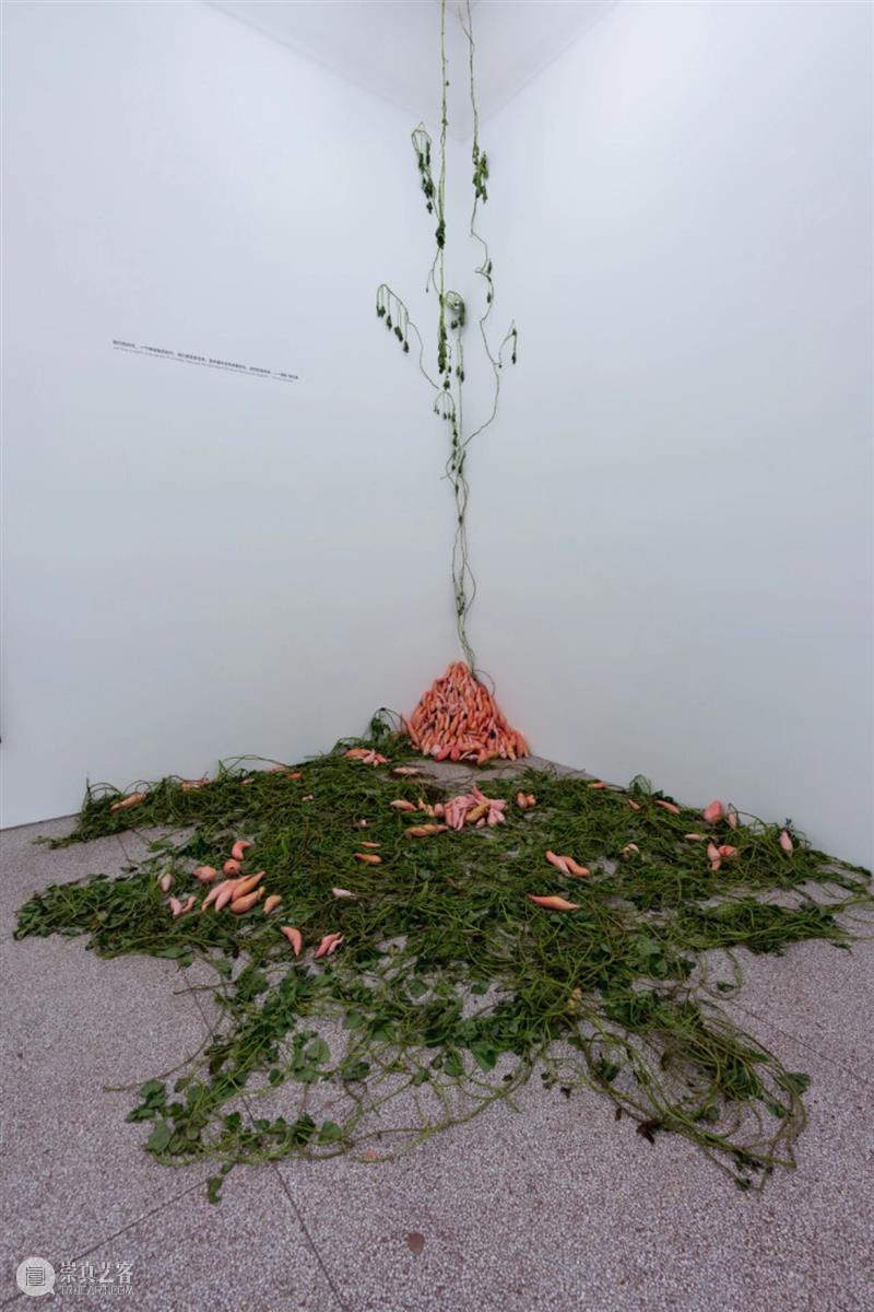 「女性艺术家访谈」周煜嵋：用“红薯”进行一场 “熟悉的叛乱” 崇真艺客