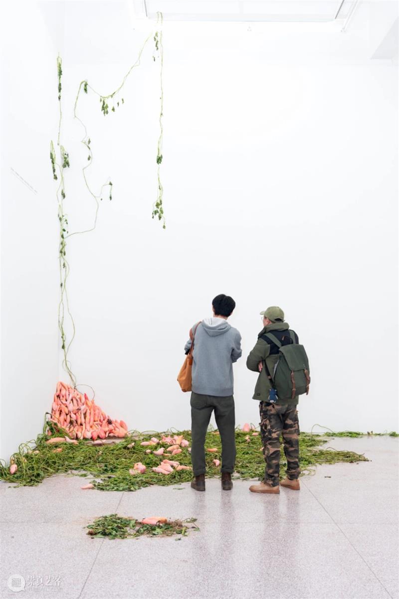 「女性艺术家访谈」周煜嵋：用“红薯”进行一场 “熟悉的叛乱” 崇真艺客