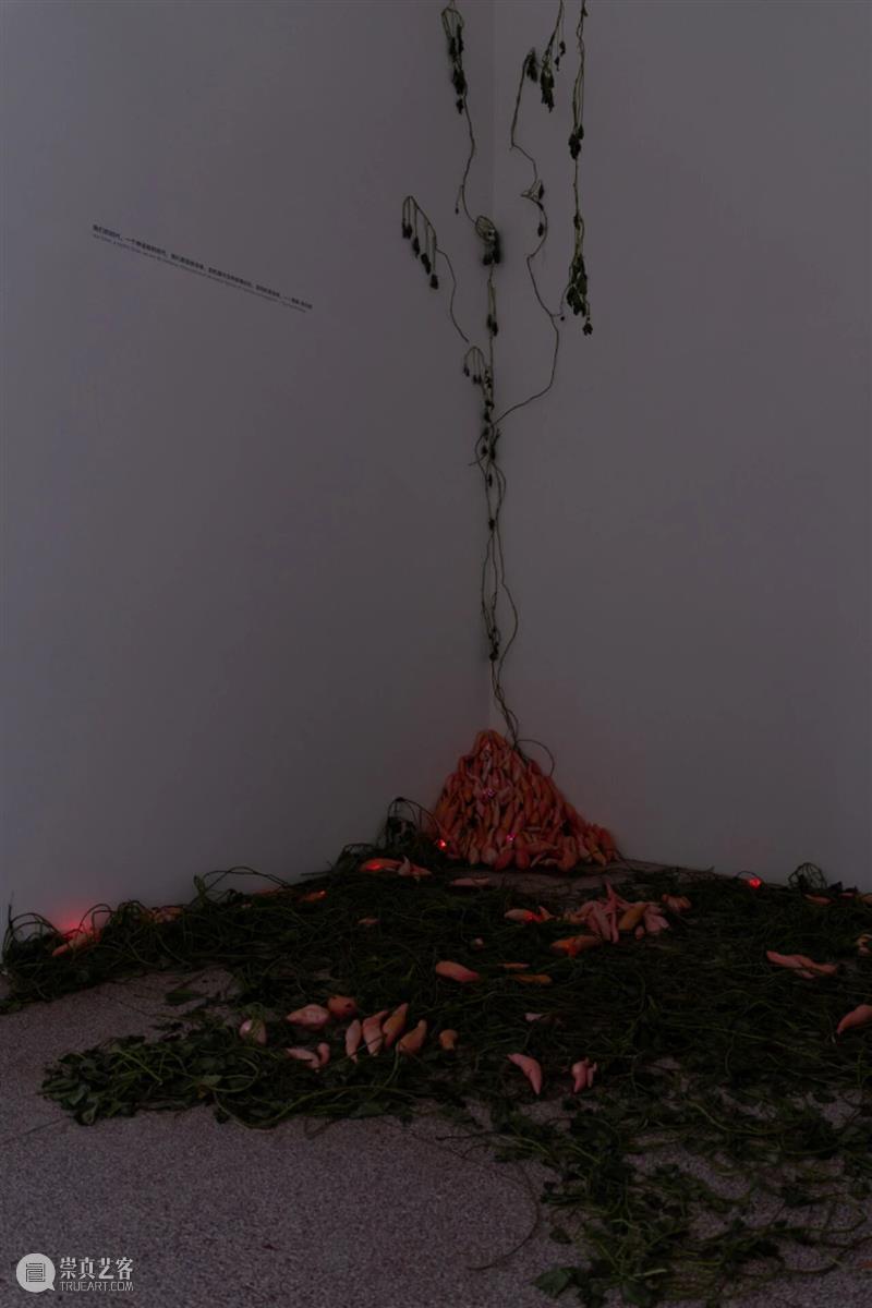 「女性艺术家访谈」周煜嵋：用“红薯”进行一场 “熟悉的叛乱” 崇真艺客