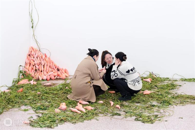 「女性艺术家访谈」周煜嵋：用“红薯”进行一场 “熟悉的叛乱” 崇真艺客