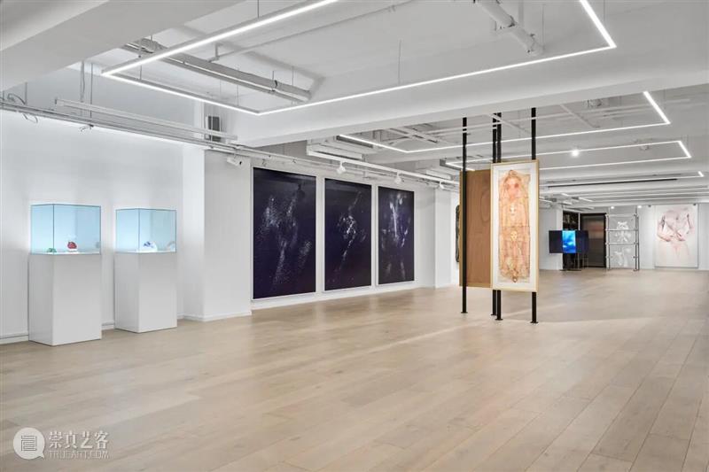 ASE对话｜张鼎：星际不是我用来“修辞”身体的方式，星际对我来讲是身体本来的归属。   崇真艺客