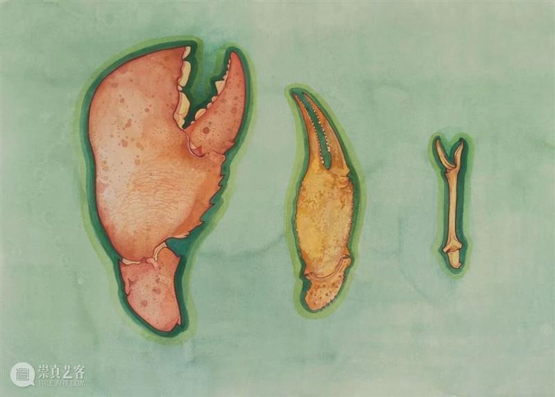 新氧艺O2art｜评论｜凝视、信仰与博物学：关于陈督兮的生物系列绘画?｜文 / 丛涛 崇真艺客