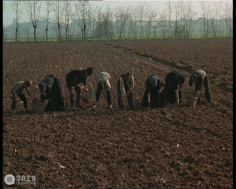 土地之诗《木屐树》升级4K展映！马可·穆勒：这是一首献给意大利农民阶级的真诚颂歌！ 崇真艺客