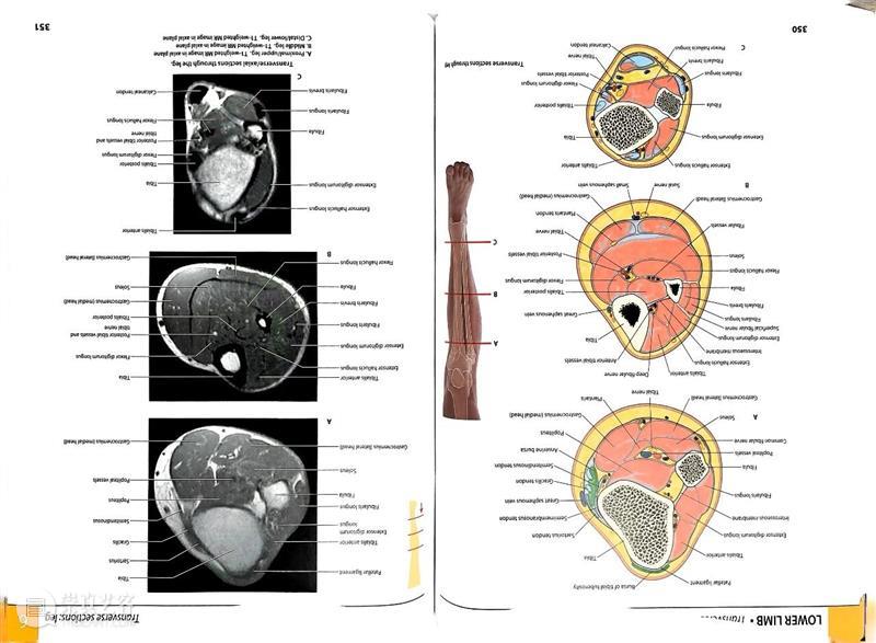 ASE荐书｜展览特别呈现：医学档案单元书籍特辑（二） 崇真艺客