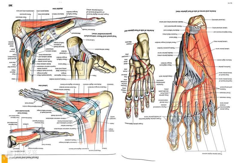 ASE荐书｜展览特别呈现：医学档案单元书籍特辑（二） 崇真艺客