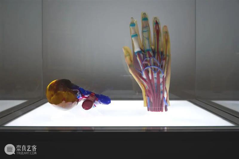 ASE现场｜解读医学原型单元：身体结构与艺术想象——“面对面”的对话 崇真艺客