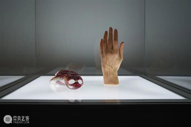 ASE现场｜解读医学原型单元：身体结构与艺术想象——“面对面”的对话 崇真艺客