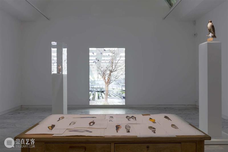 展览现场｜阿里·谢里（Ali Cherri）「守夜人」@ 法国马赛当代艺术博物馆 崇真艺客