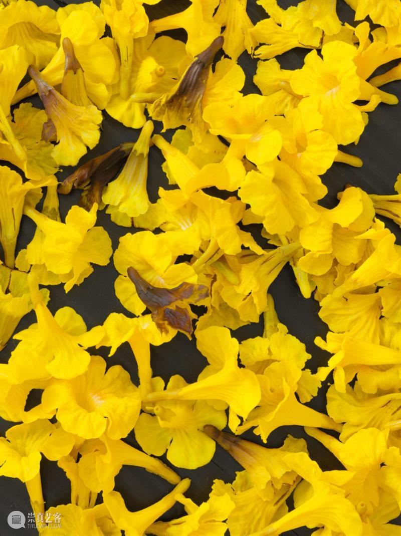 15届上海双年展_开启花儿与蜜蜂的约会｜国家美术·关注 博文精选 丨 崇真艺客