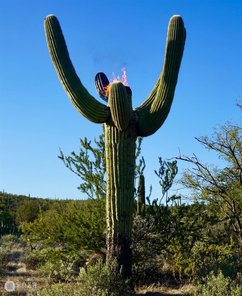 15届上海双年展_开启花儿与蜜蜂的约会｜国家美术·关注 博文精选 丨 崇真艺客