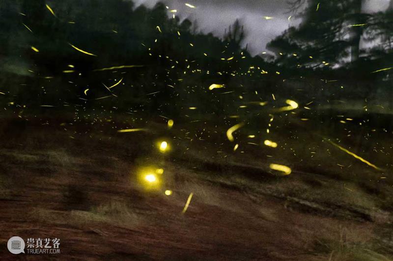 15届上海双年展_开启花儿与蜜蜂的约会｜国家美术·关注 博文精选 丨 崇真艺客