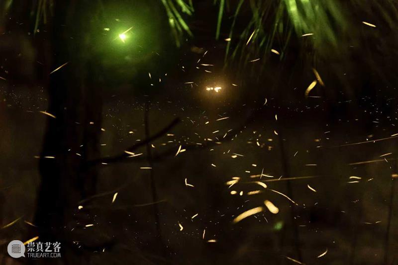 15届上海双年展_开启花儿与蜜蜂的约会｜国家美术·关注 博文精选 丨 崇真艺客