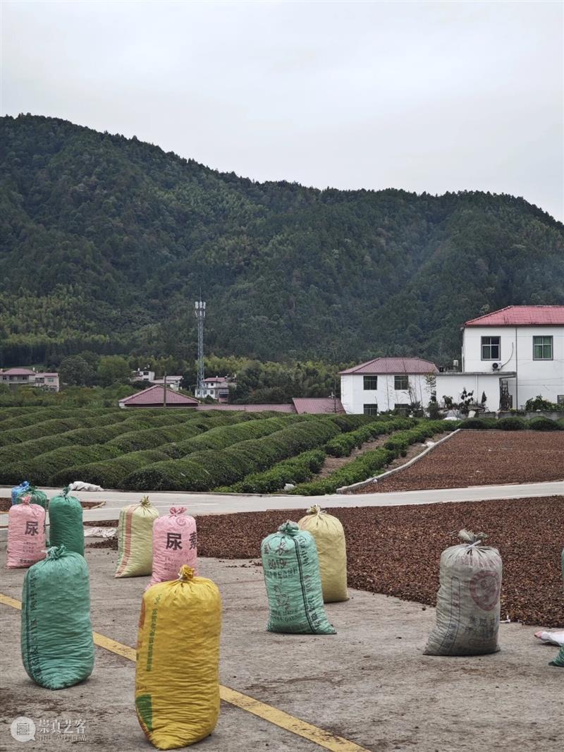 茶香飘满屋，冬聚暖满村 崇真艺客