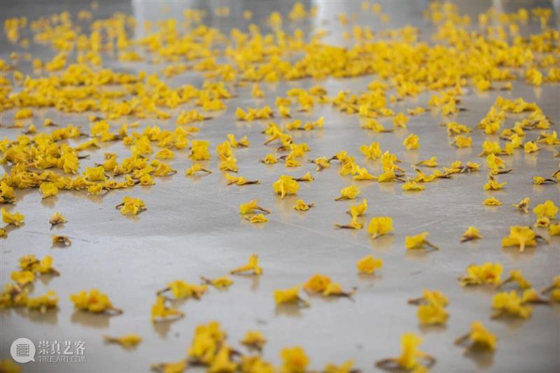 凛冬赏花好去处！上海双年展里藏着一片“永不凋零”的花海   崇真艺客