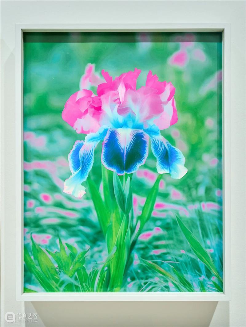 凛冬赏花好去处！上海双年展里藏着一片“永不凋零”的花海   崇真艺客