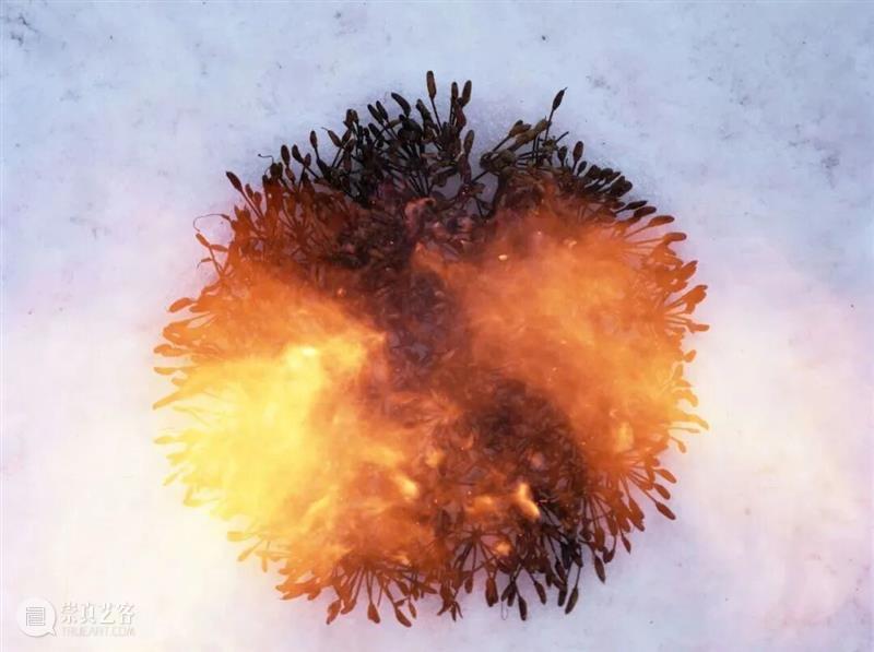 PF推荐|年末影像盛宴：全球50场展览指南 崇真艺客