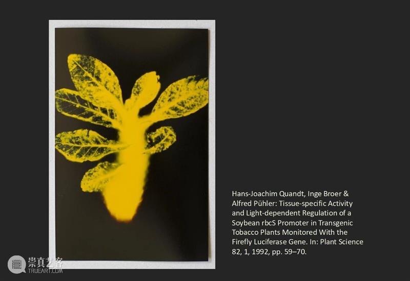 共生生成、文化生物学与泛生物艺术 崇真艺客