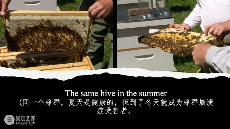 共生之道——从“索取者”向“共生者”的角色转换 崇真艺客