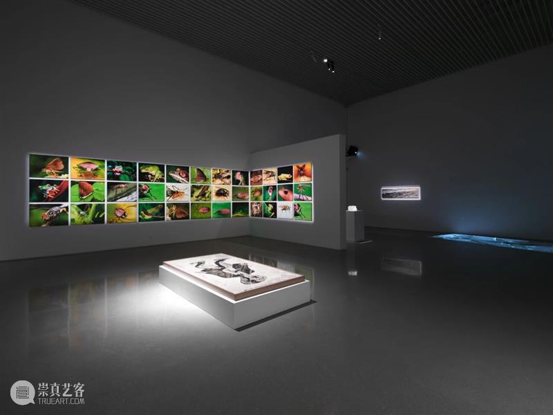 香格纳画廊 | 2025年度展览回顾（上） 崇真艺客