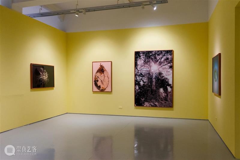 香格纳画廊 | 2025年度展览回顾（上） 崇真艺客