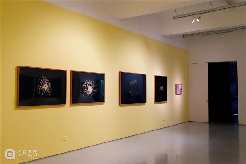 香格纳画廊 | 2025年度展览回顾（上） 崇真艺客