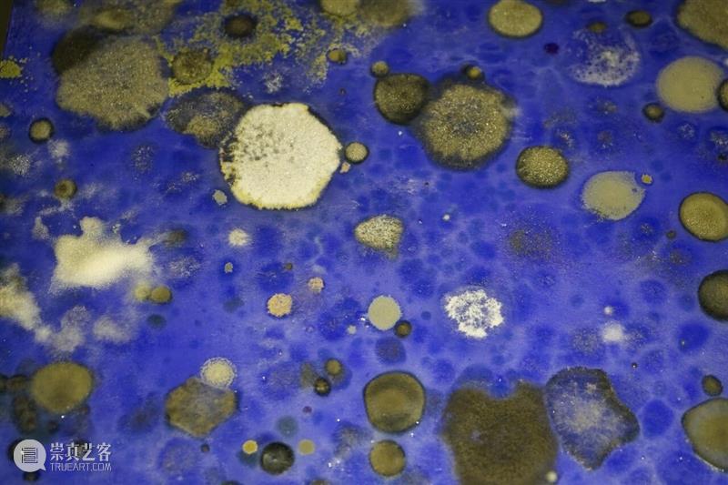 开局限定：领养“毛菌君” 崇真艺客