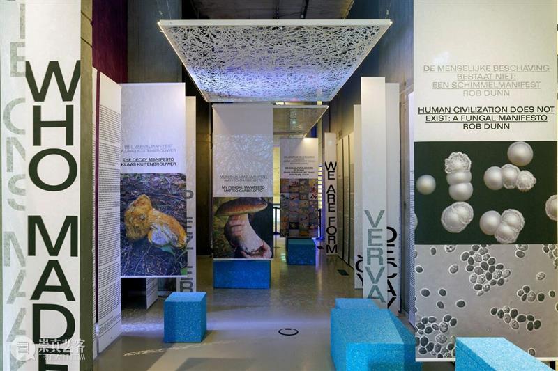 艺术家?|?刘毅跨学科合作新作《松茸为引》 崇真艺客