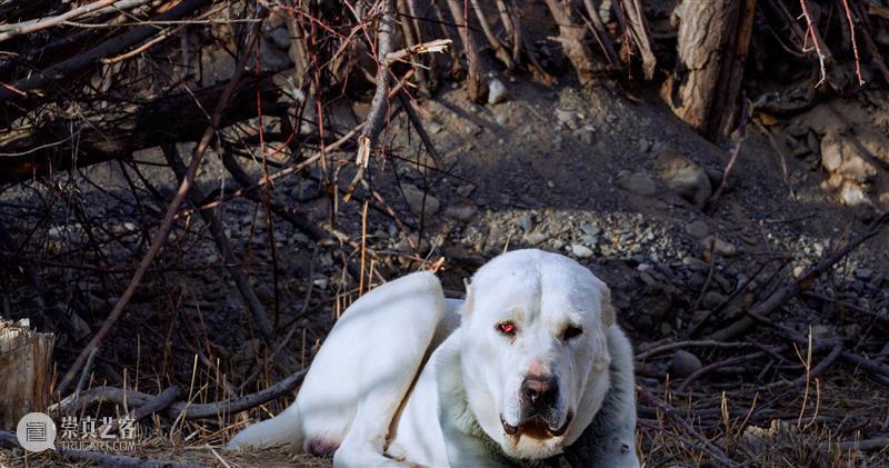 Cloud NOW | 特别放映「周滔：山之北」 崇真艺客
