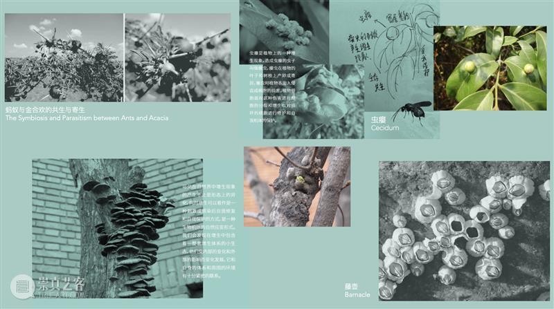 他者的智能：如何从非人类（动物、植物、菌类、AI）的智能中照见人类自身？ 崇真艺客