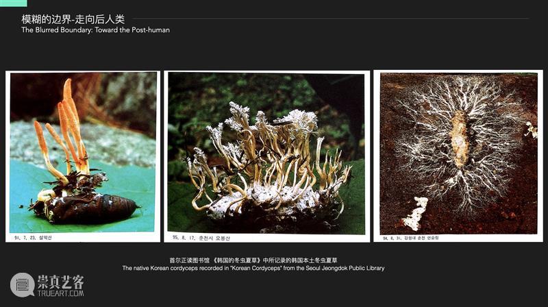 他者的智能：如何从非人类（动物、植物、菌类、AI）的智能中照见人类自身？ 崇真艺客
