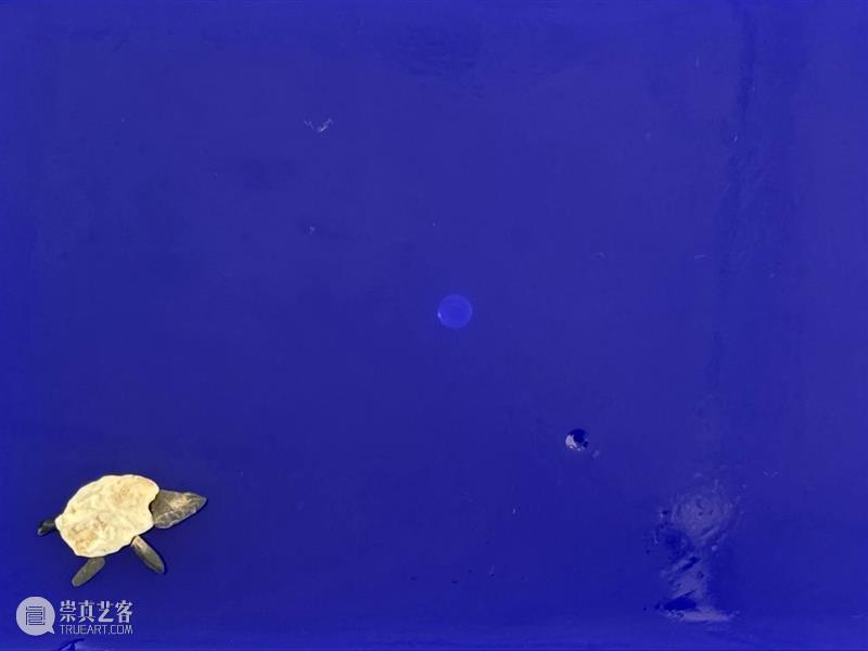 养成系艺术：这届网友，把克莱因蓝“喂”活了  798CUBE 崇真艺客