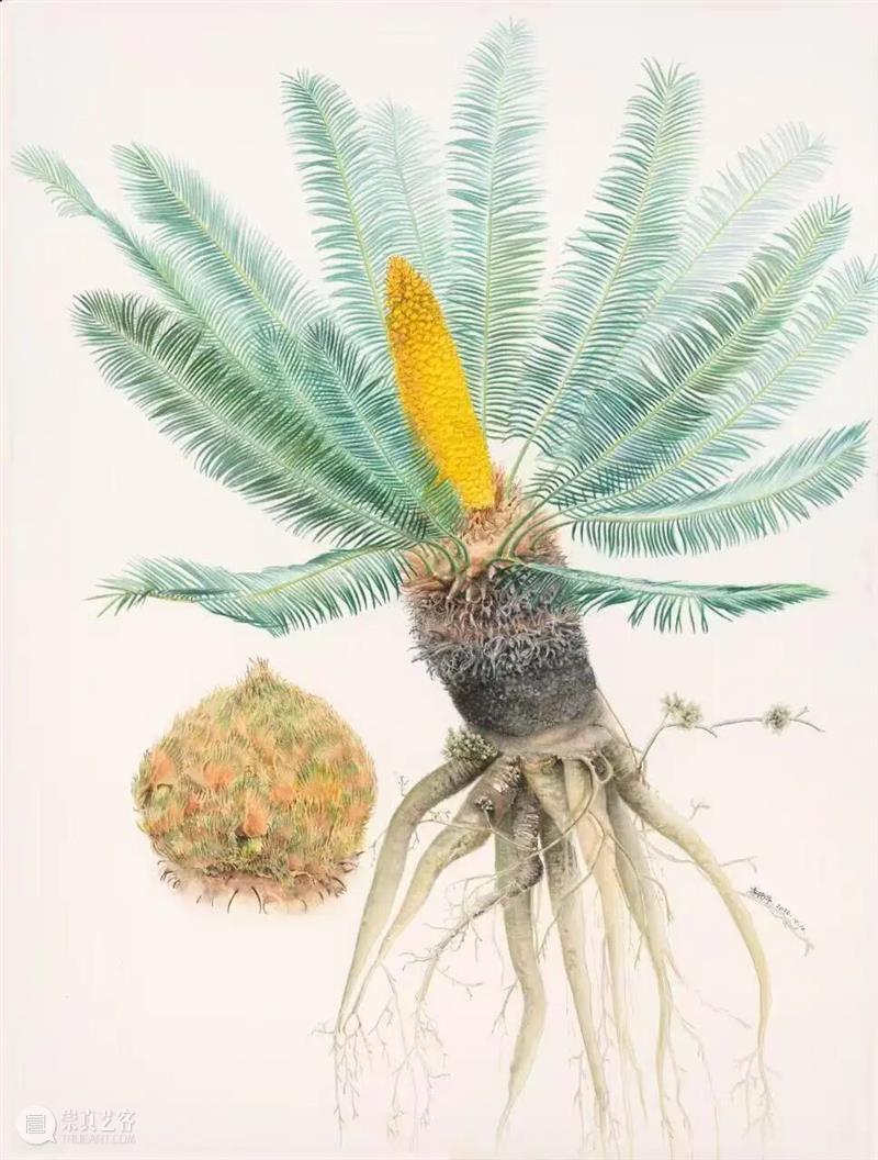 展览预告（东湖馆）| 双面镜——植物的艺术之美与科学之真巡展 崇真艺客