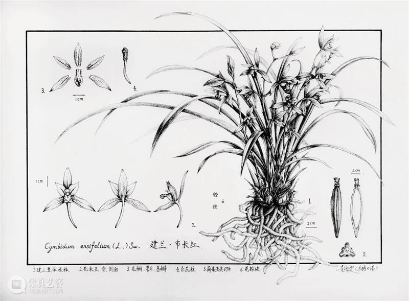 展览预告（东湖馆）| 双面镜——植物的艺术之美与科学之真巡展 崇真艺客
