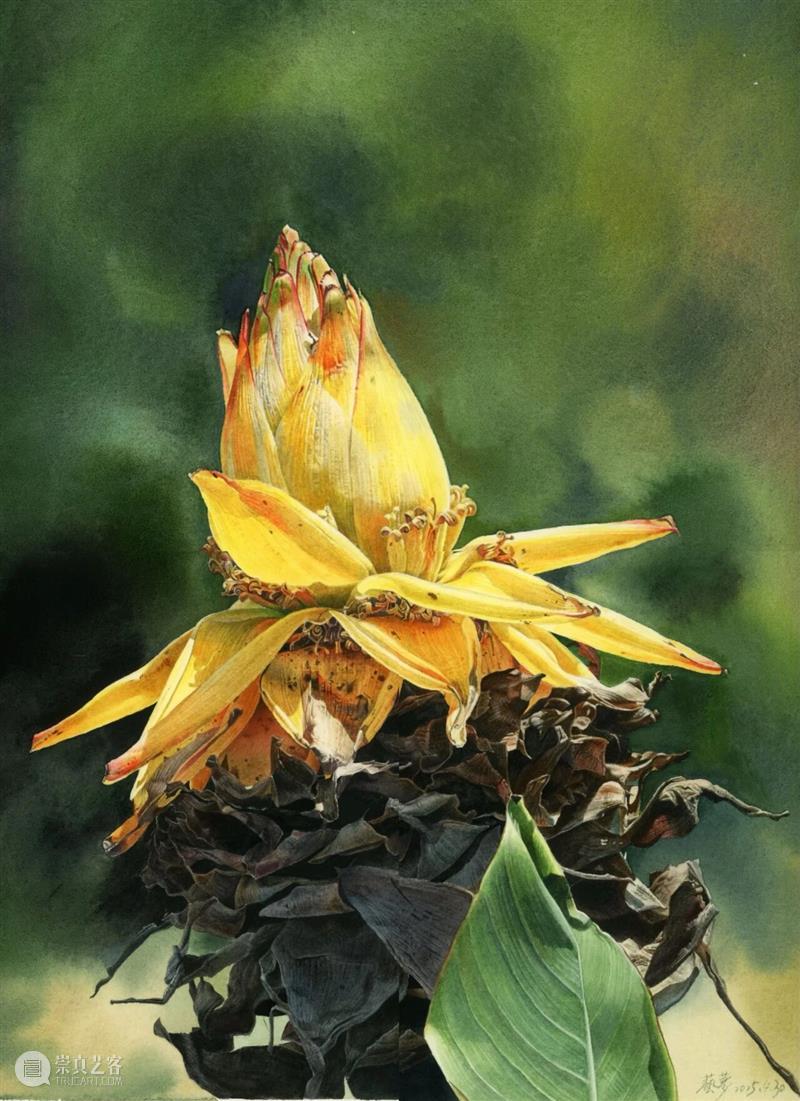 展览预告（东湖馆）| 双面镜——植物的艺术之美与科学之真巡展 崇真艺客