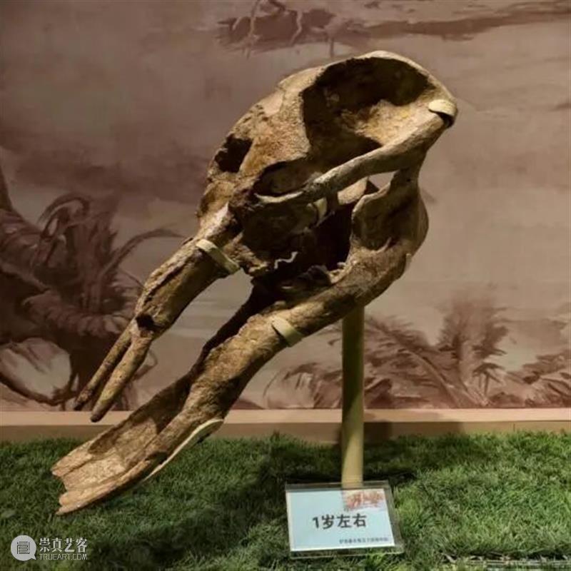 展览预告 | “化石王国·生命史诗”甘肃·临夏·和政古动物化石主题特展 崇真艺客