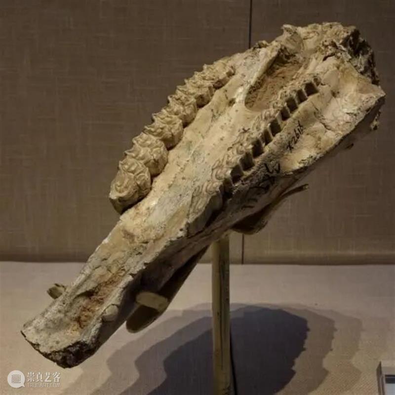 展览预告 | “化石王国·生命史诗”甘肃·临夏·和政古动物化石主题特展 崇真艺客