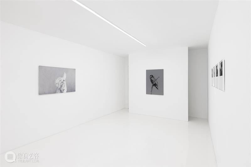 胶囊｜卢卡·坎佩斯特里：浇水｜展览现场 崇真艺客